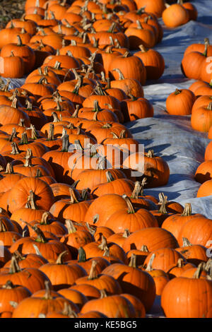 Hundreds of pumpkins sitting in a field ready for harvesting for Halloween and autumn food recipes. Stock Photo