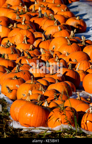 Hundreds of pumpkins sitting in a field ready for harvesting for Halloween and autumn food recipes. Stock Photo