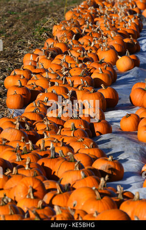 Hundreds of pumpkins sitting in a field ready for harvesting for Halloween and autumn food recipes. Stock Photo