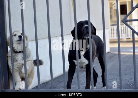 Two guard dogs behind iron gate doors Stock Photo