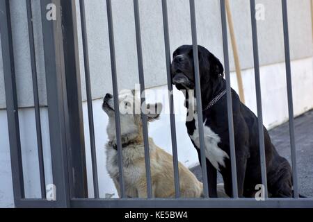 Two guard dogs behind iron gate doors Stock Photo