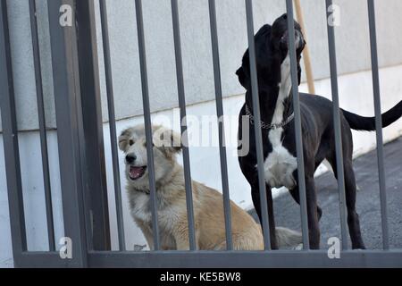 Two guard dogs behind iron gate doors Stock Photo