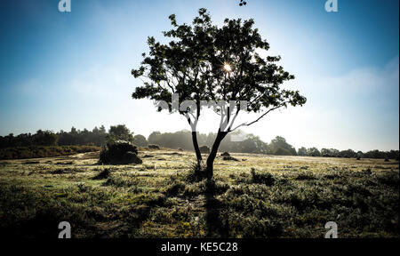 Early morning sun shines through a single tree with grass covered in dew Stock Photo