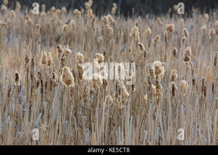 Common cattails (Typha latifolia) in a marsh during spring. Lois Hole Provincial Park, Alberta, Canada Stock Photo