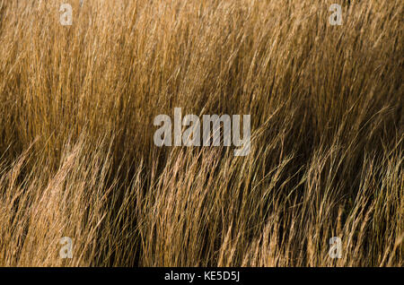 Grass, Long dry grass, moved by wind.foreground in focus. Stock Photo