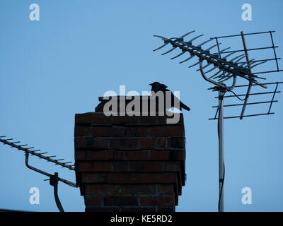 Birds perched on aerial Stock Photo
