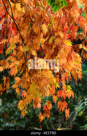 Glowing reds,orange and yellow in the Autumn colour of the Japanese maple, Acer palmatum 'Heptalobum Elegans' Stock Photo