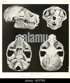 slow loris skull