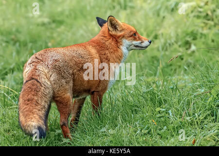 Alert Fox (Canidae Vulpini ) Berkshire UK Stock Photo