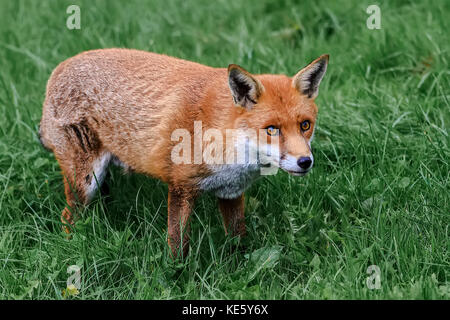 Watchful Fox (Canidae Vulpini ) Berkshire UK Stock Photo