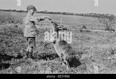 William Boyd   Paddy Dickson feeding Kanga Joe Stock Photo