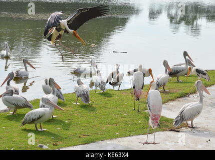 painted stork landing on grass field in the lake Stock Photo