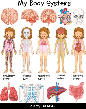 Human body systems diagram illustration Stock Vector