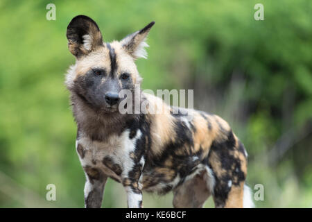 African wild dog (Lycaon pictus) puppy Stock Photo