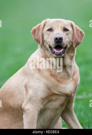 Female discount yellow labrador