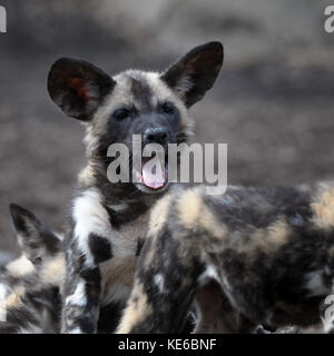 African wild dog (Lycaon pictus) pup at the Brookfield Zoo in Brookfield, Illinois on March 8, 2011. Stock Photo