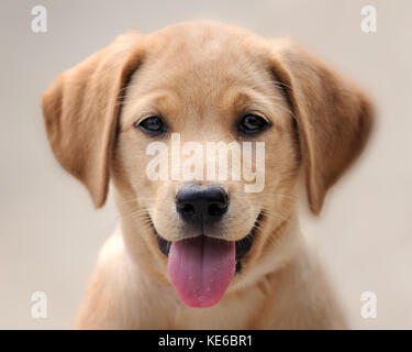 Yellow labrador puppy closeup portrait Stock Photo