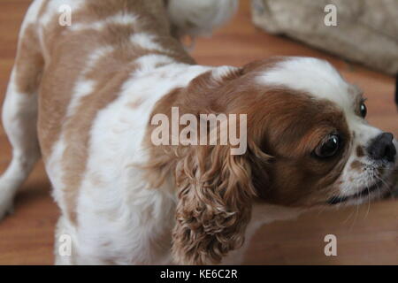 King charles spaniel sales ginger