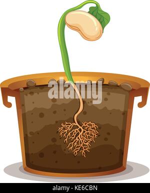 Seed Germination In Clay Pot Illustration Stock Vector Image & Art - Alamy