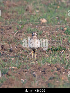 Stone curlew (Burhinus oedicnemus) on a field in Norfolk, England. Stock Photo