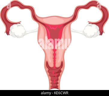 Menstrual cycle in woman illustration Stock Vector