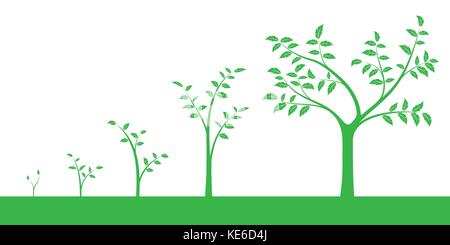 Vector illustration of a set of green icons - plant or five growth phase, isolated on white background	 Stock Vector