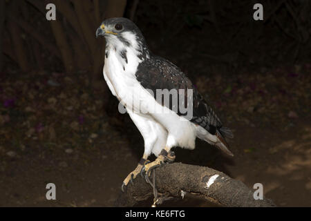 Captive African goshawk Accipiter tachiro on perch Naivasha Owl Trust Kenya Stock Photo