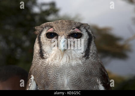 Head of Verreaux's Eagle owl Bubo lacteus Owl Trust Naivsaha Kenya Stock Photo