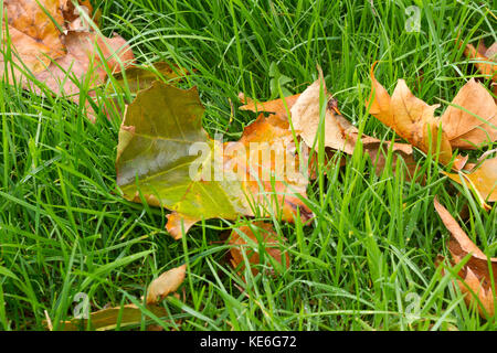 Wet autumn leaves fallen onto grass Stock Photo