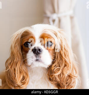 Cavalier king charles spaniel indoor portrait Stock Photo
