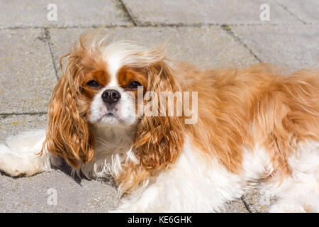 Cavalier king charles spaniel lying outside in the sun Stock Photo