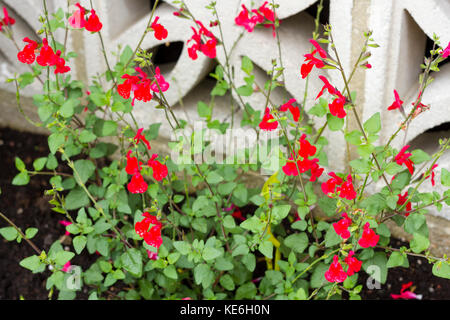 Salvia microphylla hot lips flowers growing in an English garden in summertime, UK Stock Photo