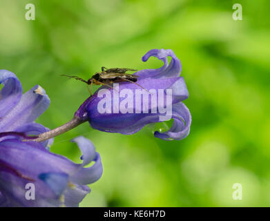 longhorn beetle, Cerambycidae, on bluebell, Hyacinthoides non-scripta, in woods in Lancashire, UK Stock Photo