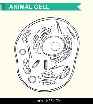 Diagram showing anatomy of animal cell illustration Stock Vector Image ...