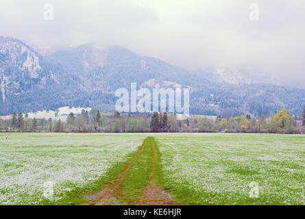 Wet spring snow in already fresh green meadows bellow mountains. Straight  muddy tractor way. April weather. Stock Photo