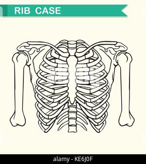 Diagram showing rib case illustration Stock Vector
