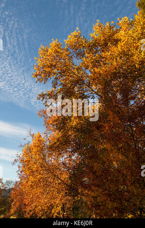 A large deciduous tree in autumn lit by afternoon sunshine showing bright gold orange and yellow leaves. Stock Photo