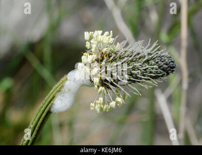 Cuckoo spit on Ribwort plantain flower, Plantago lanceolata, Knott End-on-Sea, Poulton-le-Fylde, United Kingdom Stock Photo