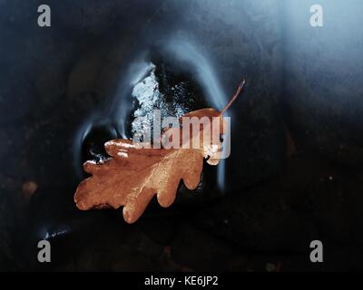 Caught rotten old oak leaf on stone in blurred water of mountain river, first autumn leaves. Stock Photo