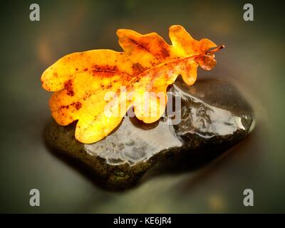 Fall oak leaf. Caught rotten old oak leaf on stone in blurred water of mountain river. Autumn symbol, life circle. Stock Photo