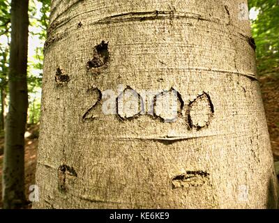 Number two thousand. Knife carving on beech tree bark. Tree vandalism in a forest park Stock Photo