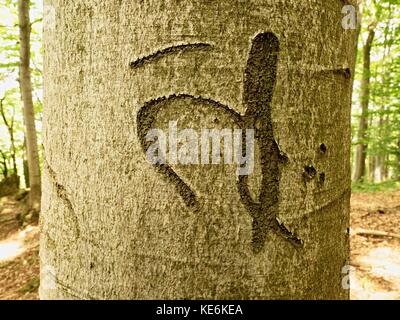Chinese or Japanese letter. Knife carving on beech tree bark. Tree vandalism in a forest park Stock Photo