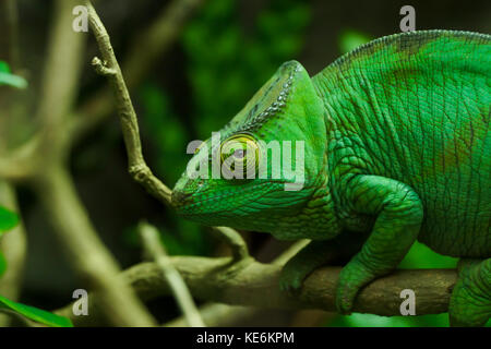 A chameleon looks at the camera on a branch in Devon, UK Stock Photo