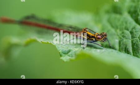 A macro shot of a large red damselfly sitting on a green leaf. Stock Photo