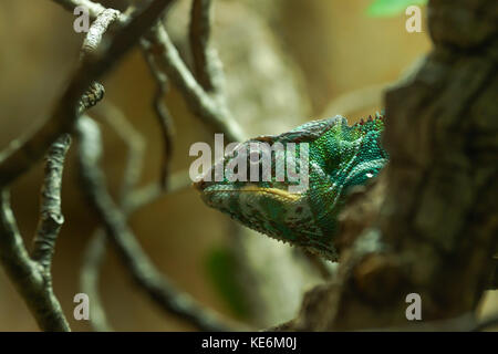A chameleon looks at the camera on a branch in Devon, UK