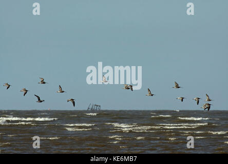 Curlew, Numenius arquata, flying over Morecambe Bay, with sinking Wyre Light Lighthouse in background, Lancashire, UK Stock Photo