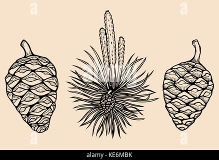 Forest collection of coniferous branches and pine cones isolated on white background. Hand drawn design vector elements. Stock Vector