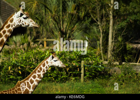 A couple of giraffes that look to be a family in Devon, UK Stock Photo