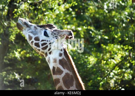 A headshot of a giraffe in Devon, UK Stock Photo