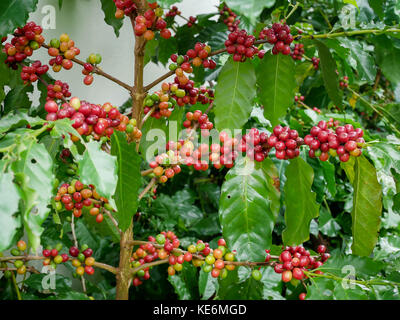 Red coffee cherry on branch arabica and robusta tree in coffee plantation before harvesting Stock Photo